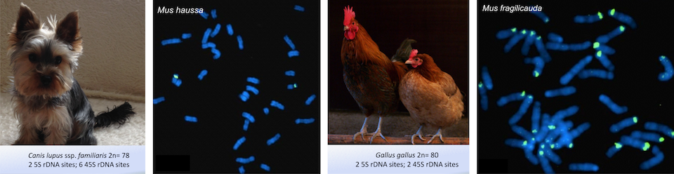 Animal rDNA Database