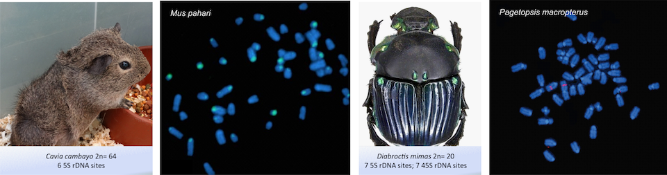 Animal rDNA Database